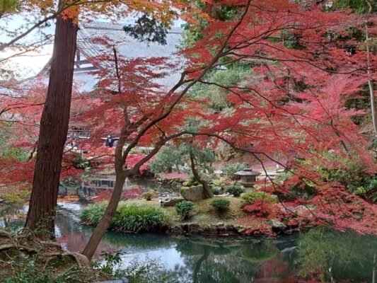 京都・金戒光明寺の紅葉5