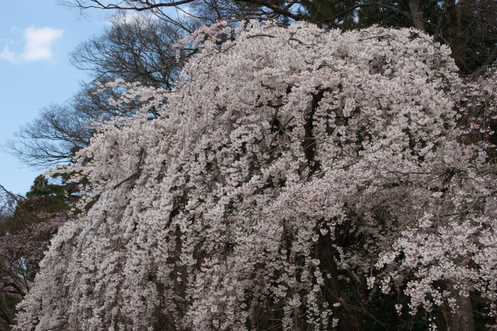 近衛邸跡の枝垂れ桜