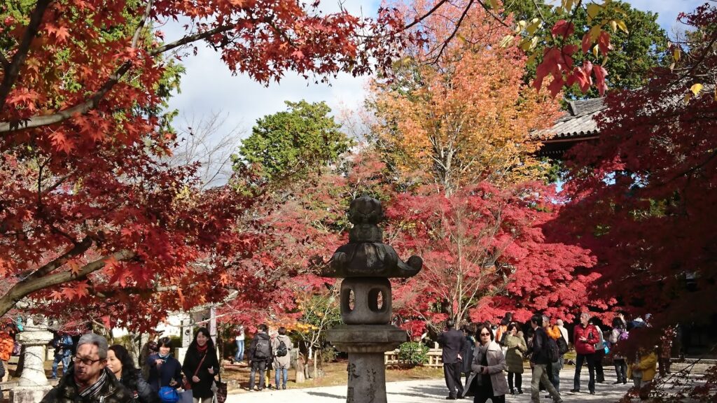 red momiji