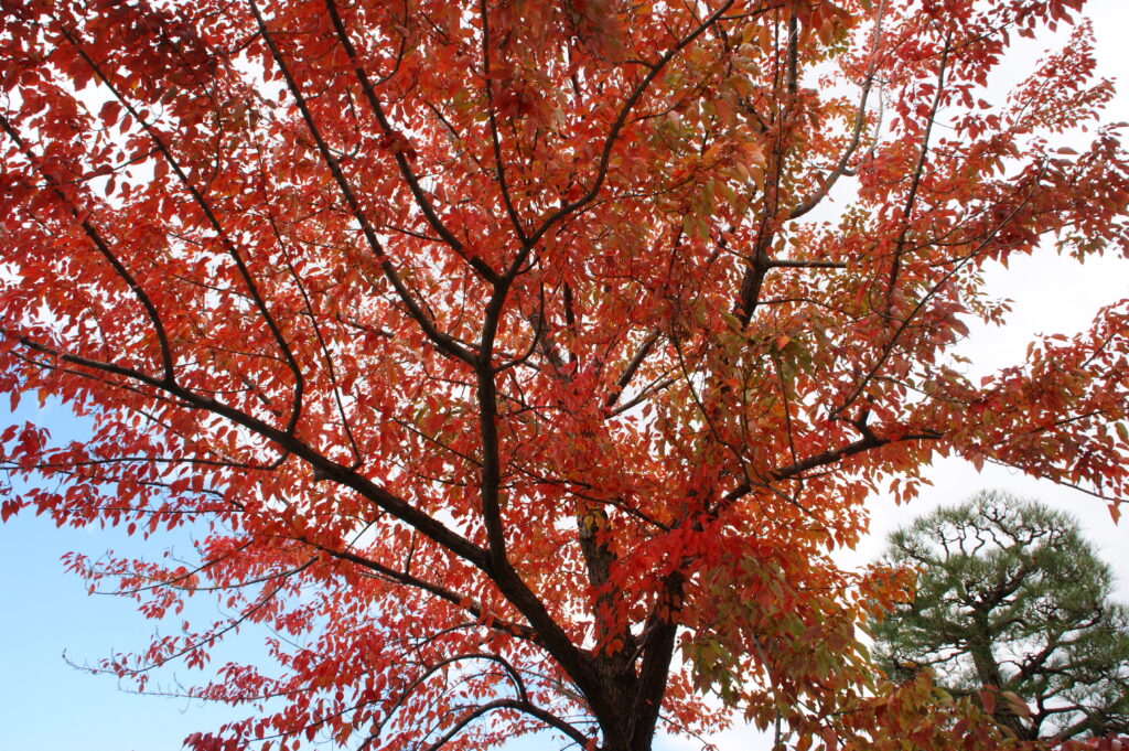 Red momiji