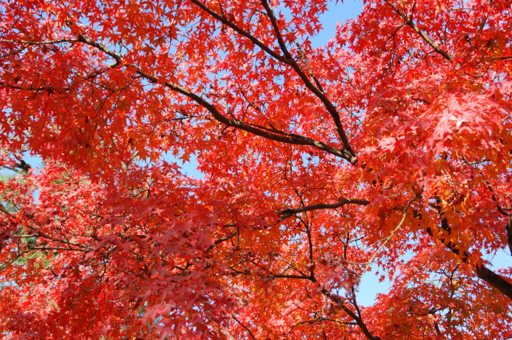 red momiji