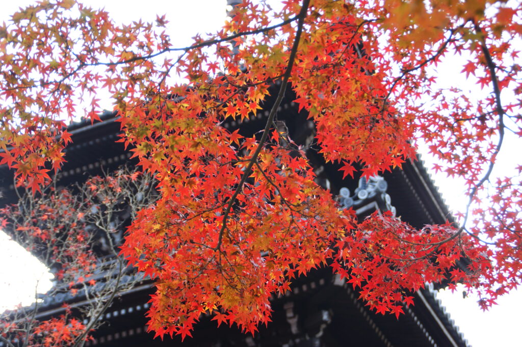 statue of shinnyodo