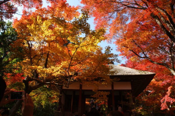 京都・常寂光寺の仁王門付近の紅葉
