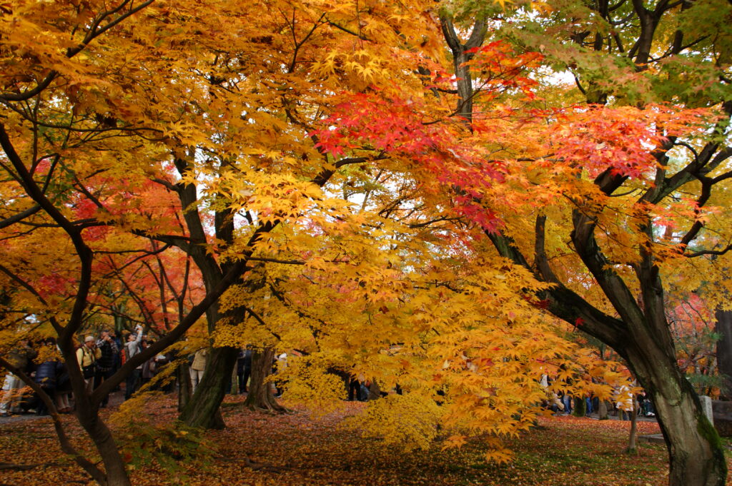 Yellow momiji